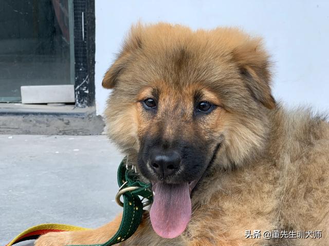 比利时玛利诺犬多少钱:马犬适合家养吗？有什么建议？