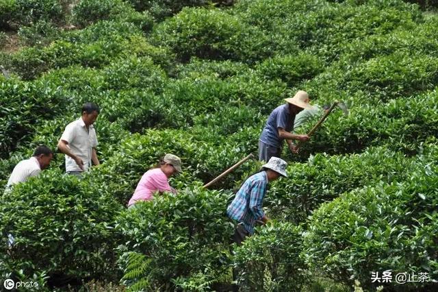 不在高山上就种不出好茶吗，种植茶叶对海拔高度、纬度、气候、土壤有怎样的要求