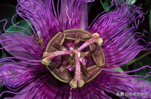 黑寡妇蜘蛛图片:日轮花“杀人”情景是怎样的？