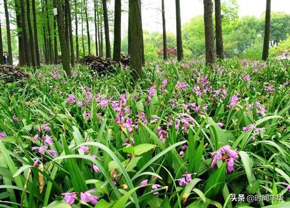 药草白芨图片:白芨价格触底，怎样加工更好？