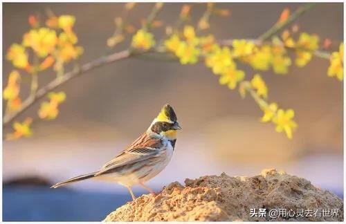 鸟的迁徙 拍摄花絮:如何拍摄野生鸟类新手技巧？