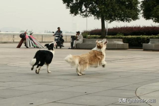 狗图片:你拍过最好的一张狗狗的照片是怎样的？