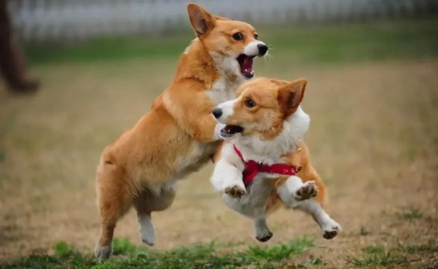 杜兵猎犬 袭击:狗狗一见面，为什么会先“闻屁股”？