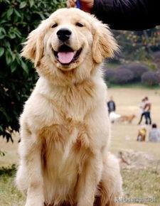 刚买的金毛犬怎么养:怎么样把金毛狗狗喂的壮壮的？