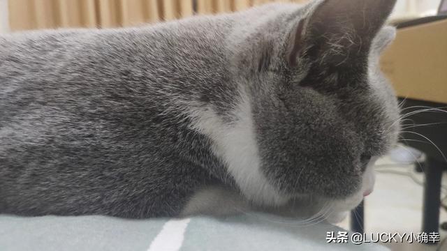 猫咪摇头打喷嚏:猫流眼泪打喷嚏没精神，猫咪打喷嚏流眼泪一直不好？