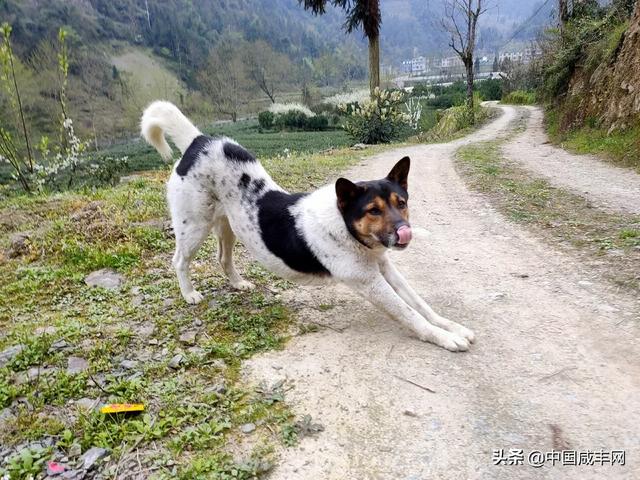 迷你小香猪寿命:和合作社养香猪有前景吗？