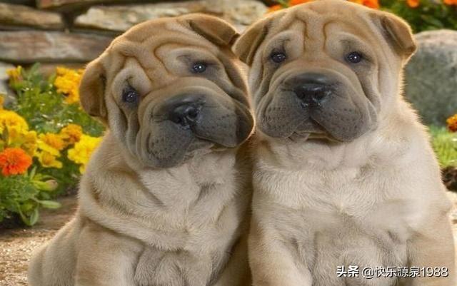 狗狗沙皮图片:如何区分沙皮狗和巴哥犬？