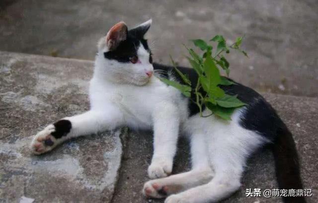 宠物猫免费领养:五个月大的猫咪适合领养吗？ 58同城宠物猫免费领养