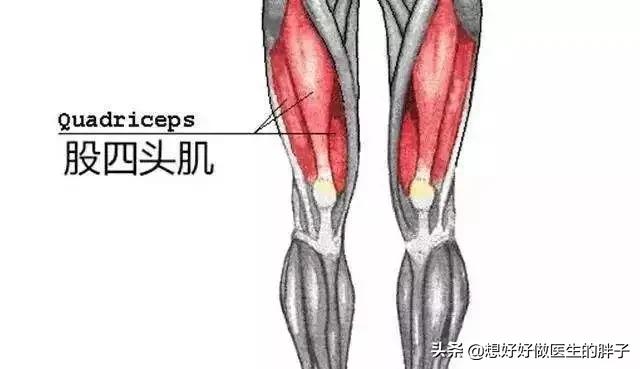 狗皮护膝:护膝有没有用？骨关节炎患者可以用吗？市面上多种护膝如何选择？