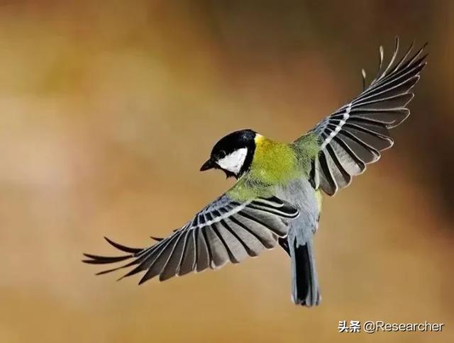 鸟类百科图鉴:能推荐一本有趣味的野鸟百科吗？