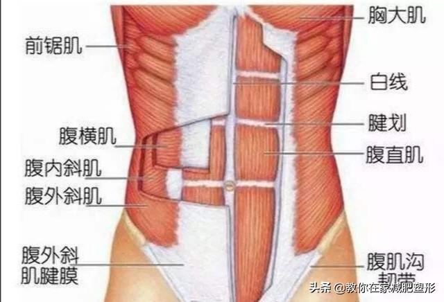 减大肚子得穴位:有哪些不花钱的办法能减掉生完孩子的小肚子和大肚子？(生完孩子怎么减肚子和腰)