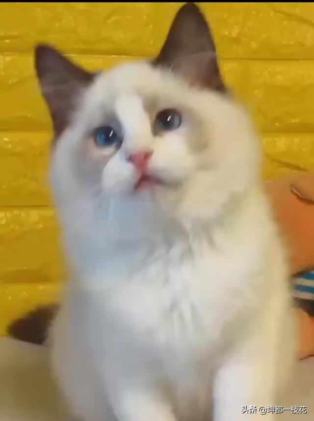 布偶猫吧的人有病:布偶猫感冒了，打针不行，该怎么办？ 布偶猫有病吗