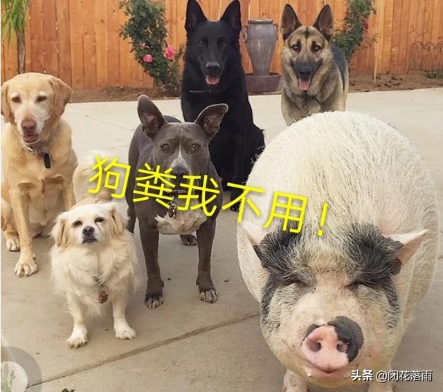 小狗种鲜花:狗粪适合用来养花吗？为什么？