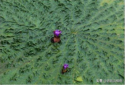 补肾金丹图片，大家知道“鸡头米”是米吗它是什么植物的果实有什么作用