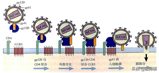 寄生虫感染的免疫:寄生虫感染的免疫类型 hiv主要侵害哪种细胞？主要有哪些症状？