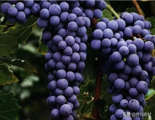 赤霞珠 红酒，买葡萄酒是选单一品种的好，还是混酿的好赤霞珠这个品种怎么样