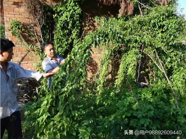在农村种植什么药材有前景？