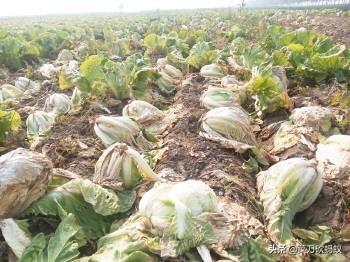 软腐病191:甜瓜细菌性果腐病如何预防和治疗？
