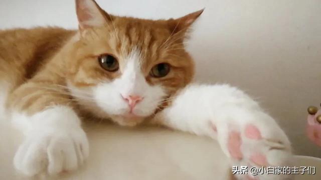 蓝猫流口水是什么原因:猫咪流口水黑下巴怎么办？