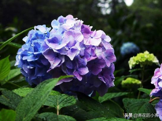 金山绣球花价格:绣球花，不开花叶子长得很大很大，缺少什么养分啊？