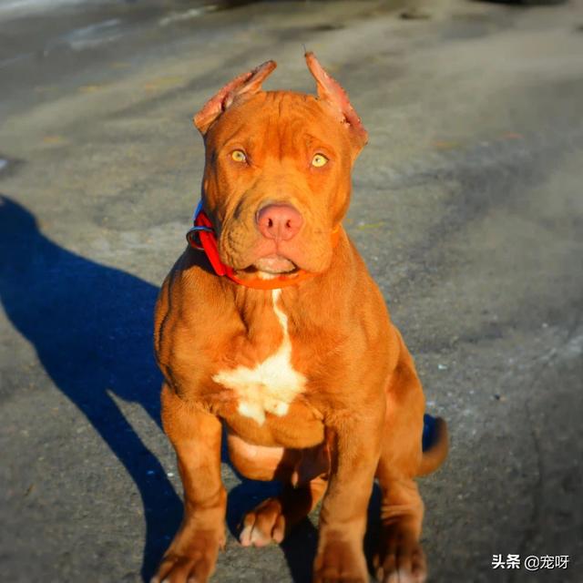 比特犬咬死藏獒的视频:我国本土有哪些狗可以打败比特犬？