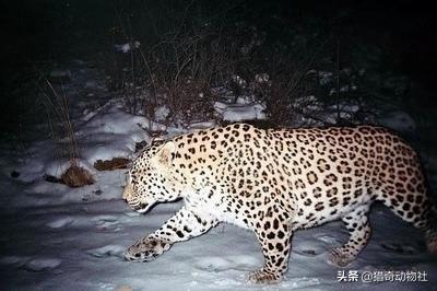 动物园安第斯山猫:陆地肉食动物排名靠前的都有哪些？