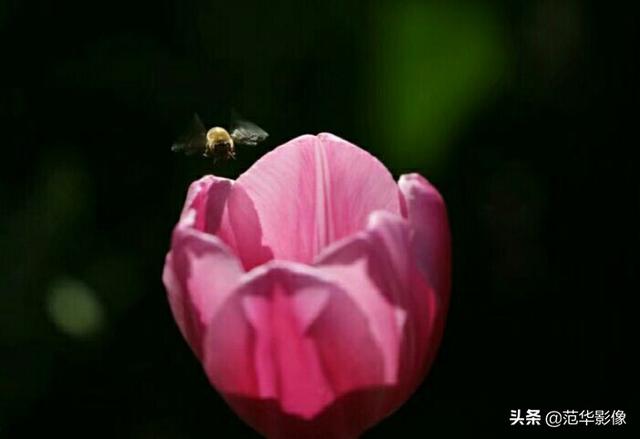 头条问答 你拍过的石楠花什么样 有蜜蜂吗 范华影像的回答 0赞