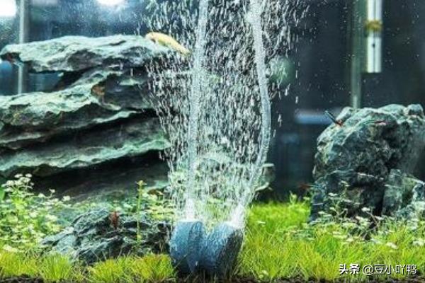 观赏鱼养殖技术书:饲养热带观赏鱼需要哪些设备与用品？