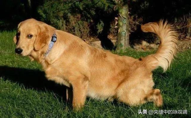 缉毒犬拉布拉多图片:国家规定城市小区不准养禽畜，狗也是六畜之一，养狗违法吗？