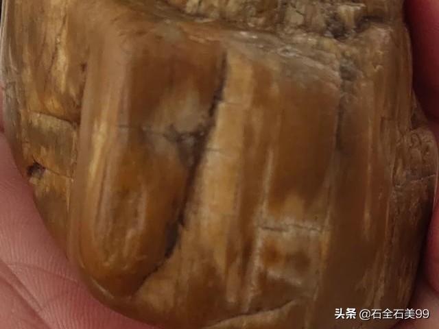 2000万年前化石树:请问这俩方石头是否是树化石？