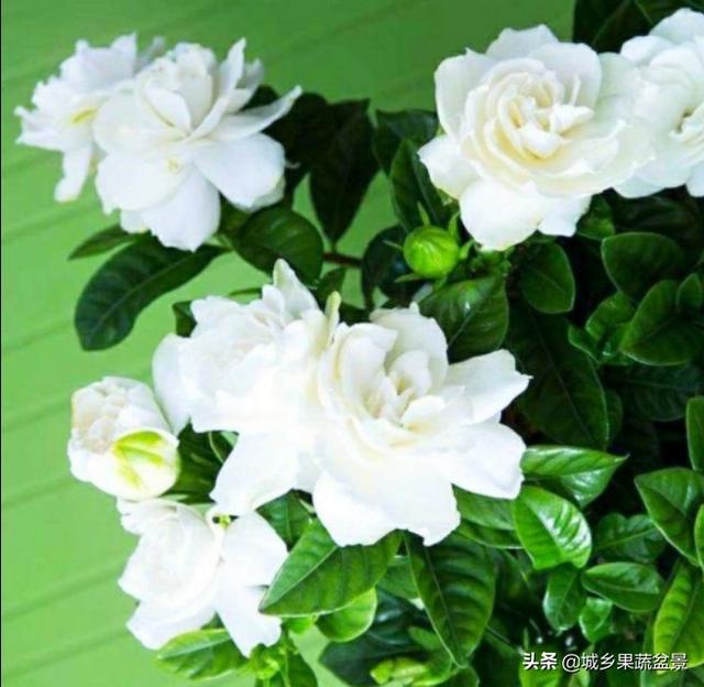 栀子花一定要养在太阳光下才能开花么？