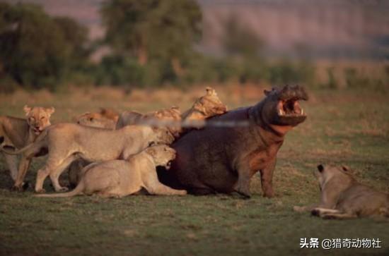 苏门答腊麝香猫:印度尼西亚为什么不把首都迁到新加坡对面的苏门答腊岛