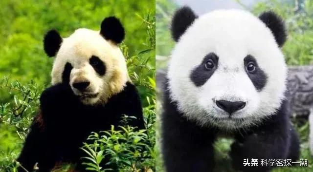 河马哥刘惠璞:壮年河马、北极熊和东北虎这三样动物打起来谁厉害？