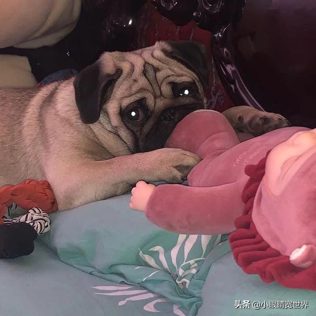 你家的狗是是“禁养犬”吗，成都禁养的犬中包括中华田园犬，这会引起田园犬绝种吗你怎么看