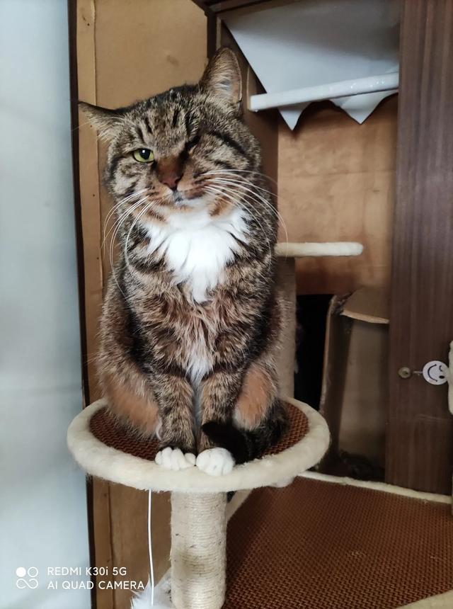 伯纳天纯和发育宝猫粮哪个好:有哪些好的合适的猫粮品牌，安全和性价比都比较优秀的？