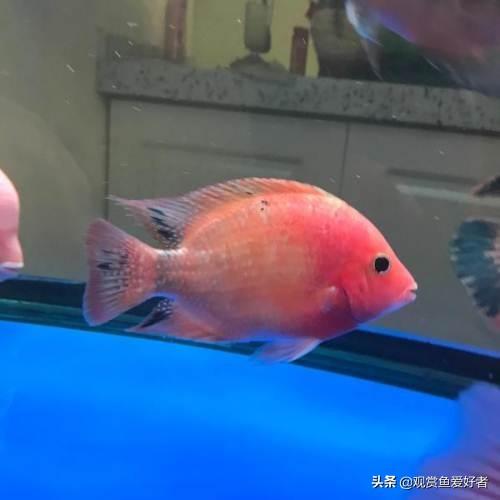 金刚鹦鹉鱼生病的征兆:我家血鹦鹉得了白点病怎么治？ 金刚鹦鹉鱼身体发白是怎么回事