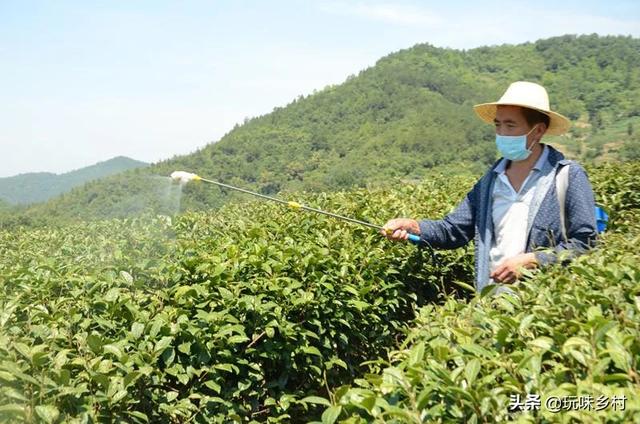 茶树花怎么养殖，盆栽金银花有哪些技巧如何养护