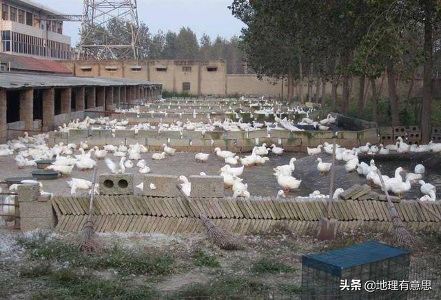 安徽的十大污染之一就是养鸭子，农村地区已经深受其害，有没有什么方法解决？插图4