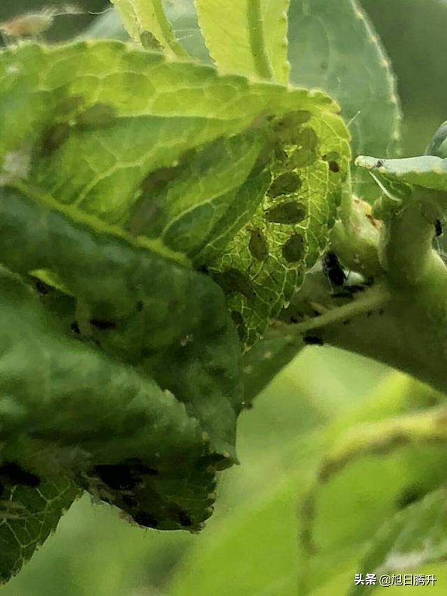 蚜虫防治:如何防治蚜虫、蓟马、粉虱、小菜蛾和斜纹夜蛾？