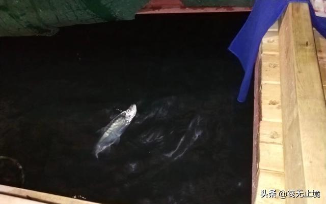 我手秃鹫的活饵:冬天海竿用哪种商品做诱饵？