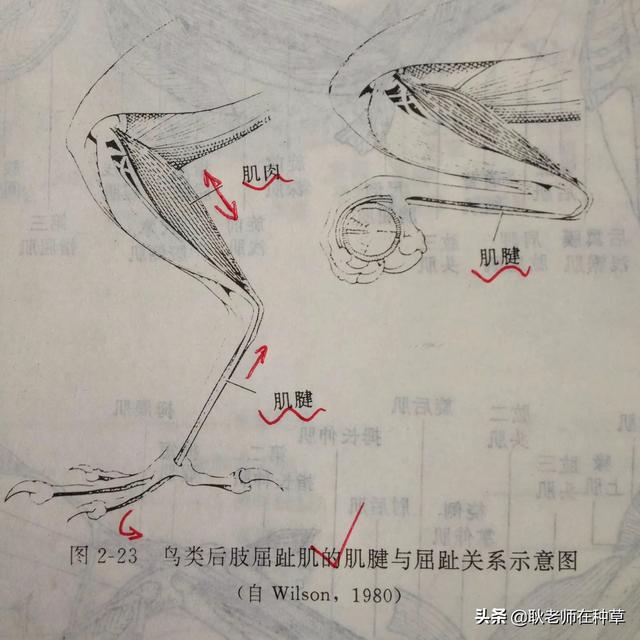 斑文鸟鸟窝图片:鸟巢还没搭好的时候，鸟儿住哪里？