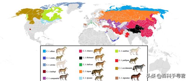 西藏首次发现亚洲胡狼:狼家族最多的是在哪个地区或国家？是怎样的？