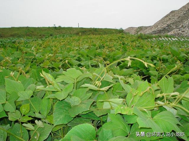 新藤惠美:地里长了许多葛根藤，怎么清除？