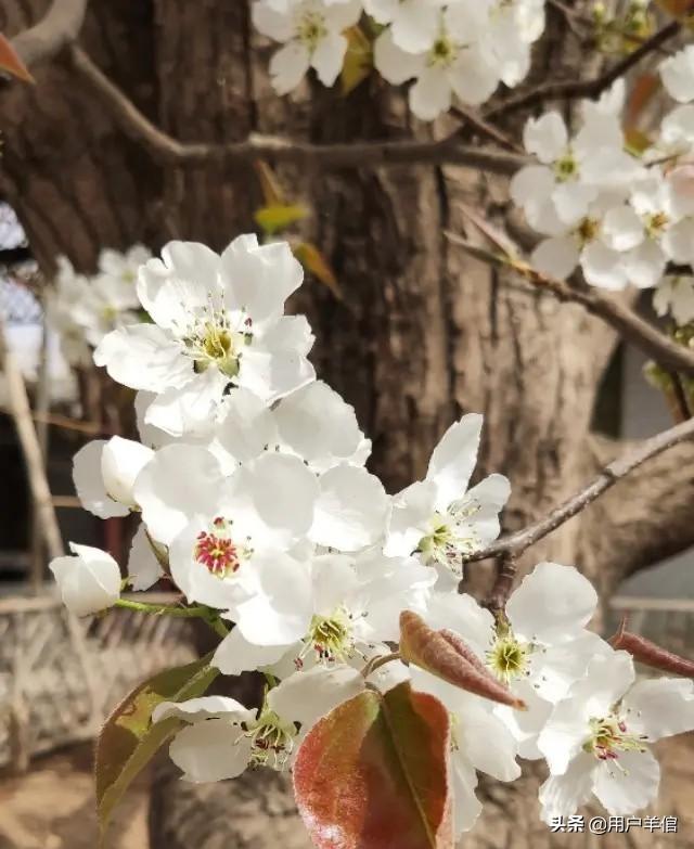 4大桃花月份：桃花几月份