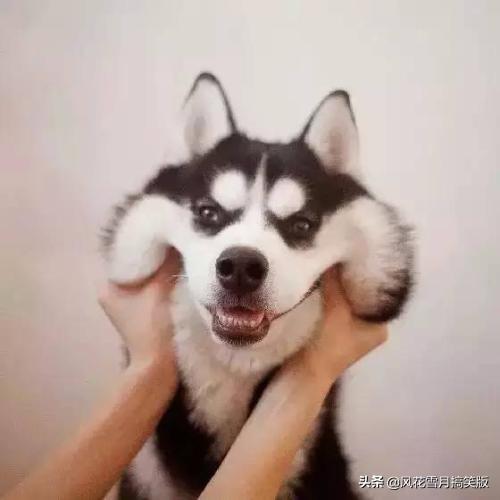 二货哈士奇搞笑图片:饲养哈士奇，你有什么感受？
