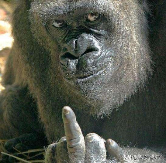 銀背大猩猩和山魈誰(shuí)更厲害？