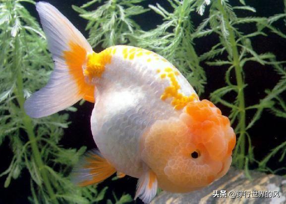 头条问答 兰寿必须用绿水才能养好吗 穿行世界的风的回答 0赞