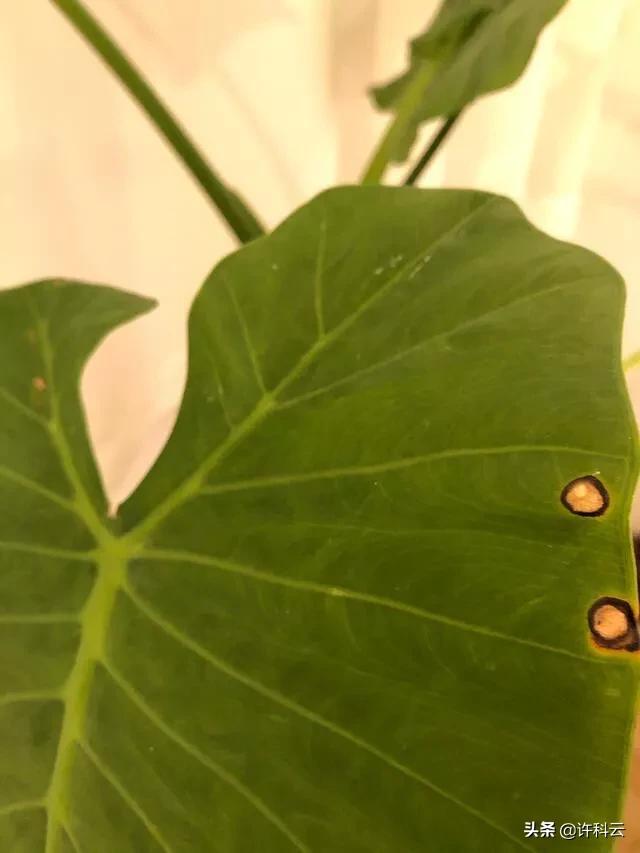 水培滴水观音施肥方法:滴水观音的叶子可以用来做液肥吗？