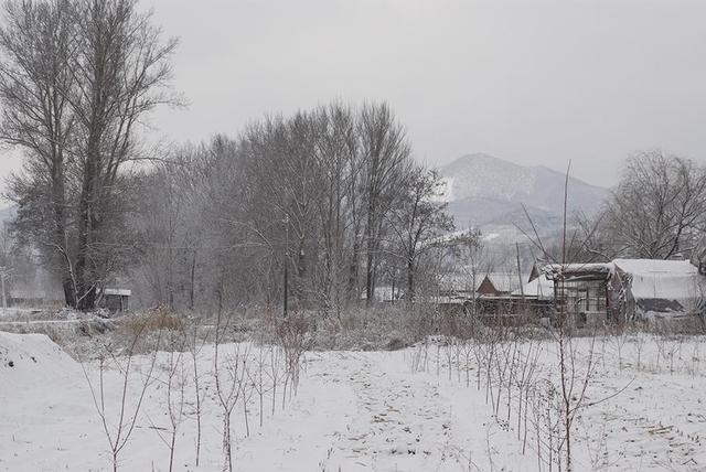 为什么韩愈的《春雪》被誉为千古佳作？春雪有何特别之处？