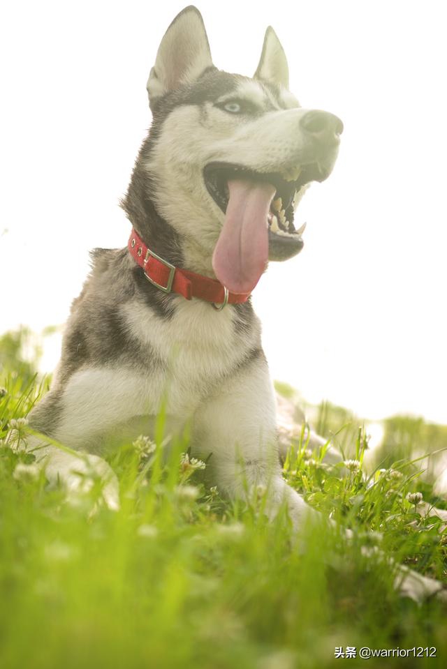 金毛寻回犬掉毛程度:金毛寻回犬和金毛的区别 为什么我家的金毛一直在掉毛？